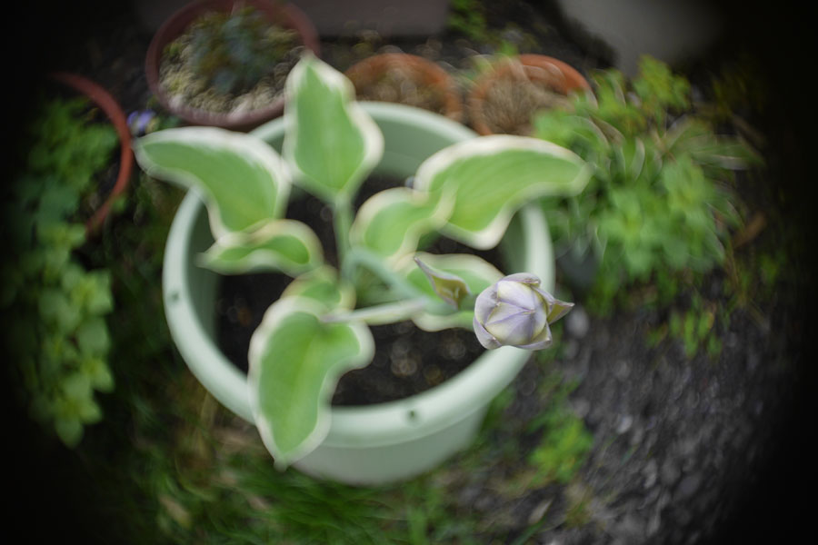 f:id:ishigaki10:20210516121603j:plain