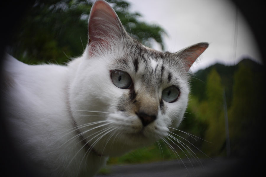 f:id:ishigaki10:20210516121814j:plain