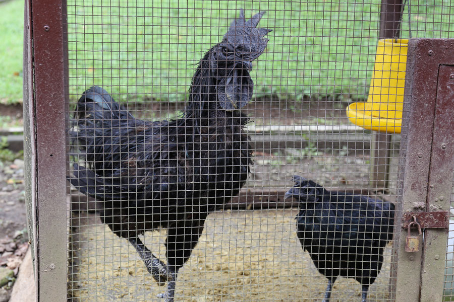 黒いニワトリ 黒いニワトリ こんな品種みたことない！全身真っ黒なニワトリが