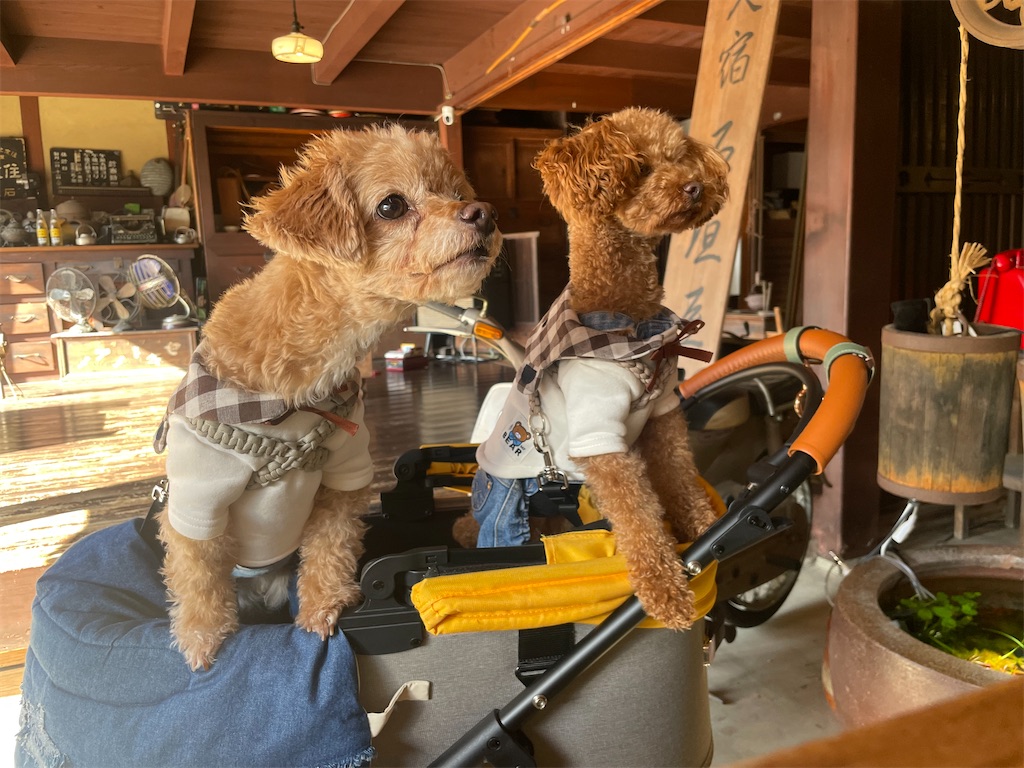 f:id:ishigakiya:20251201100622j:image