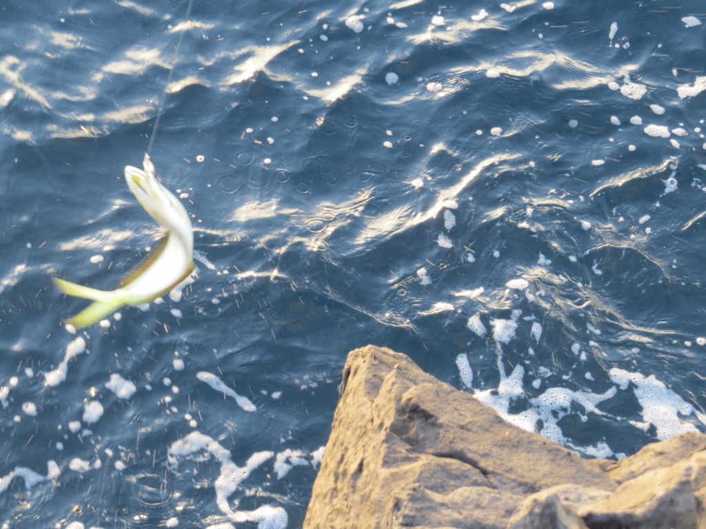背負子の達人と東伊豆地磯シイラルアー釣行 シイラサイズアップしていますよ イシグロ伊東店スタッフブログ ｉｔｏｇｕｒｏ