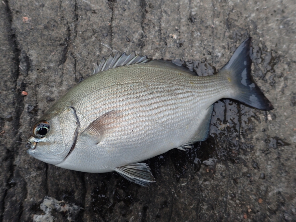 スタッフ菊間 地磯メジナ釣行 イシグロ伊東店スタッフブログ ｉｔｏｇｕｒｏ