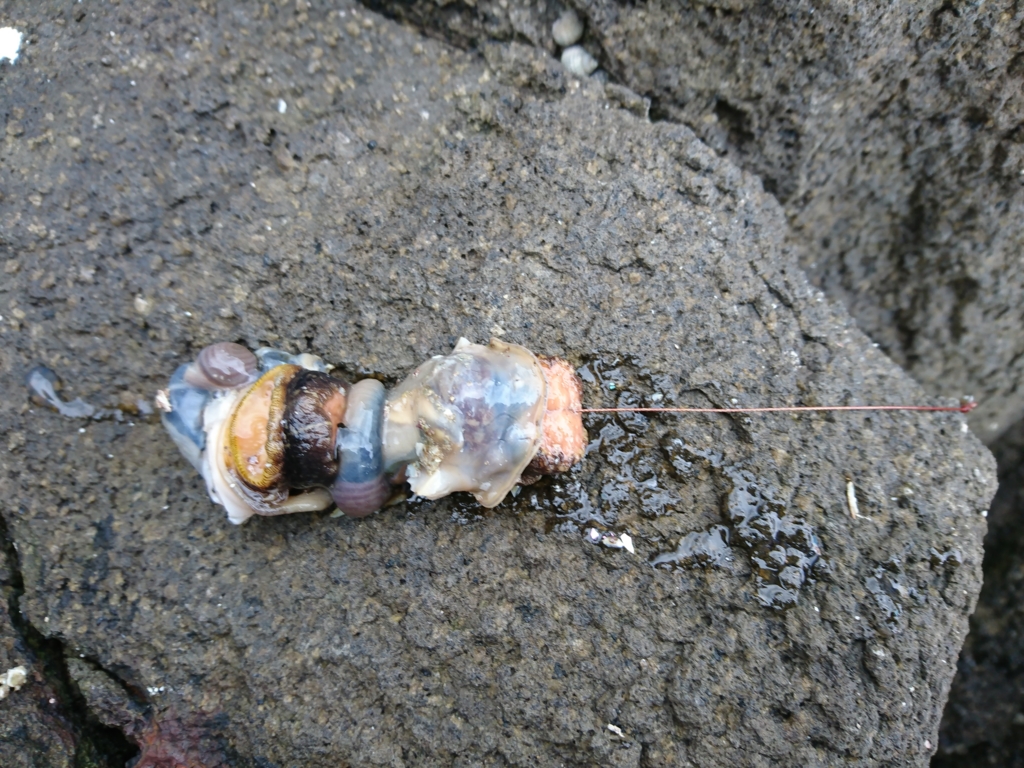 沼津店 石鯛釣行 In 入間荘 今回の釣果は イシグロ沼津店スタッフブログ 沼グロ