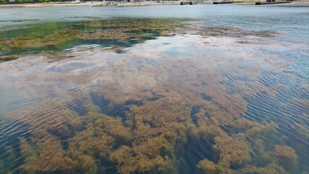 沼津周辺堤防サビキ釣り情報 イシグロ沼津店スタッフブログ 沼グロ