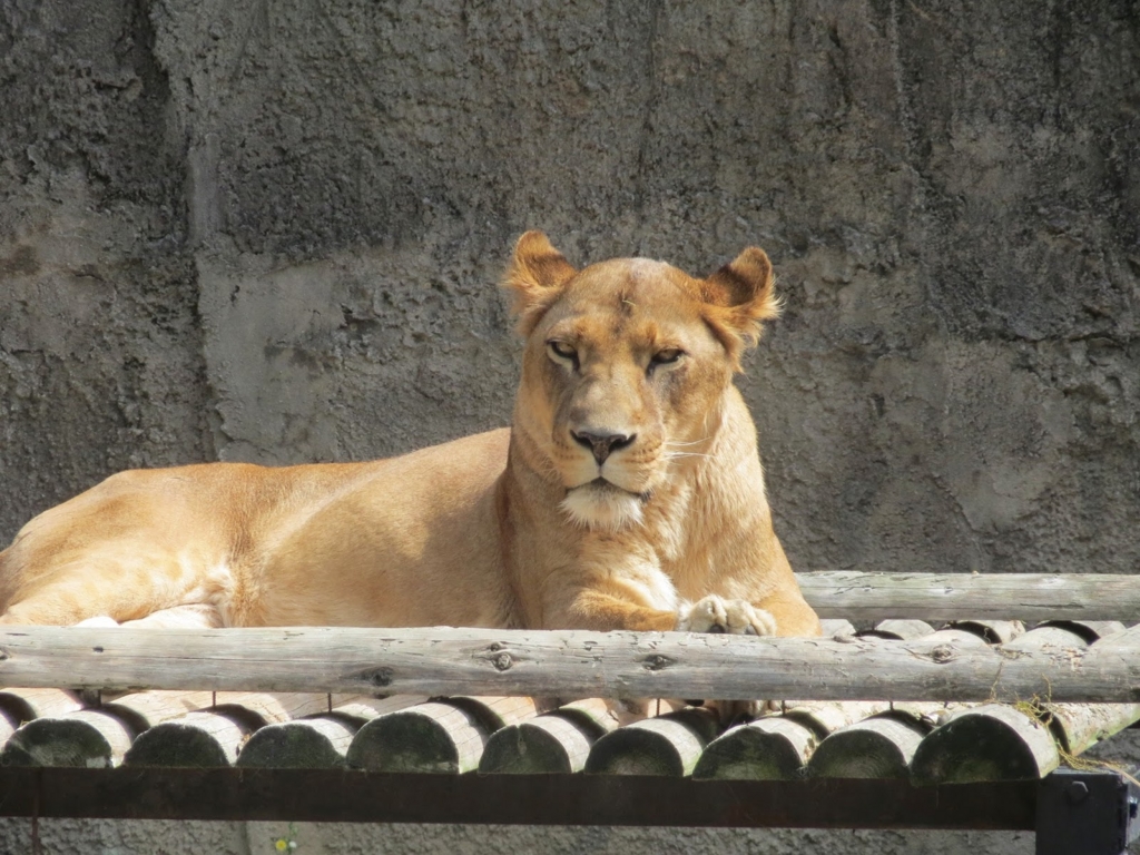 f:id:ishiij:20160923211005j:plain