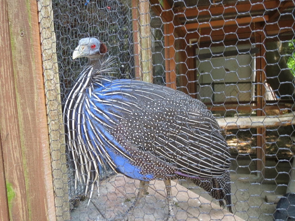 f:id:ishiij:20160923211009j:plain