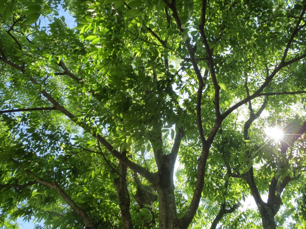 f:id:ishiij:20160923211022j:plain