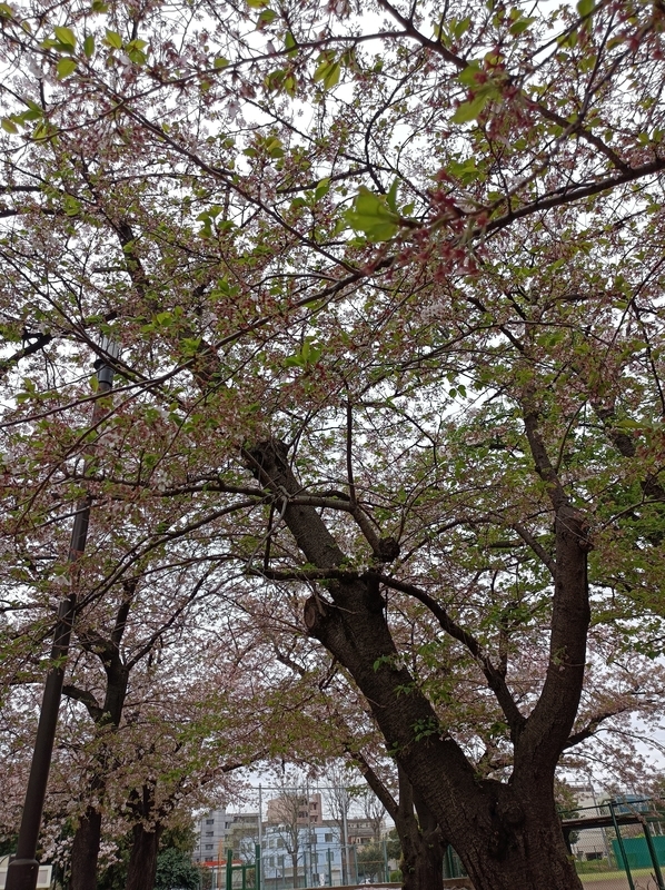 f:id:ishiij:20210402085253j:plain
