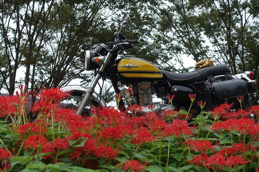 f:id:ishiiruka0421:20200923003117j:image f:id:ishiiruka0421:20200923003117j:image