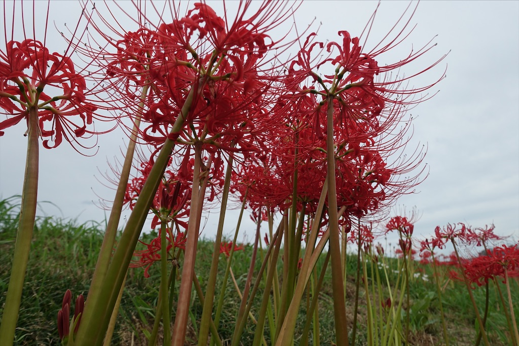 f:id:ishiiruka0421:20210609200016j:image