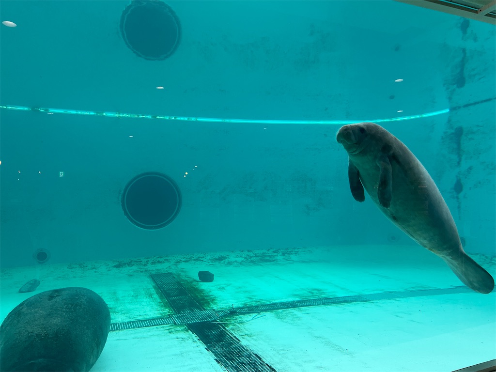 f:id:ishiiruka0421:20230806150937j:image