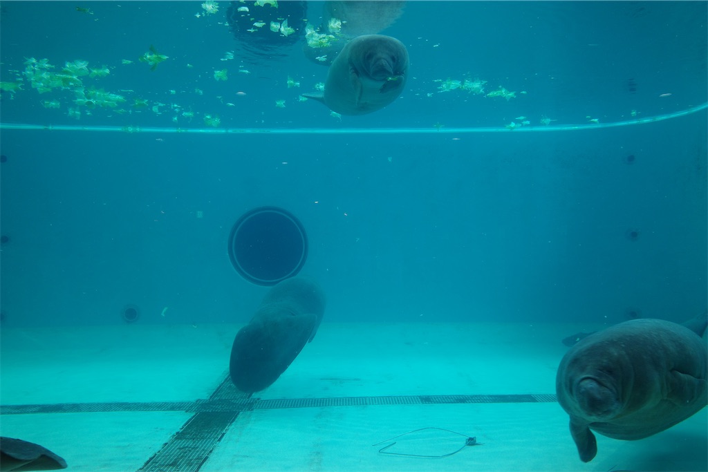 f:id:ishiiruka0421:20241105142851j:image f:id:ishiiruka0421:20241105142851j:image