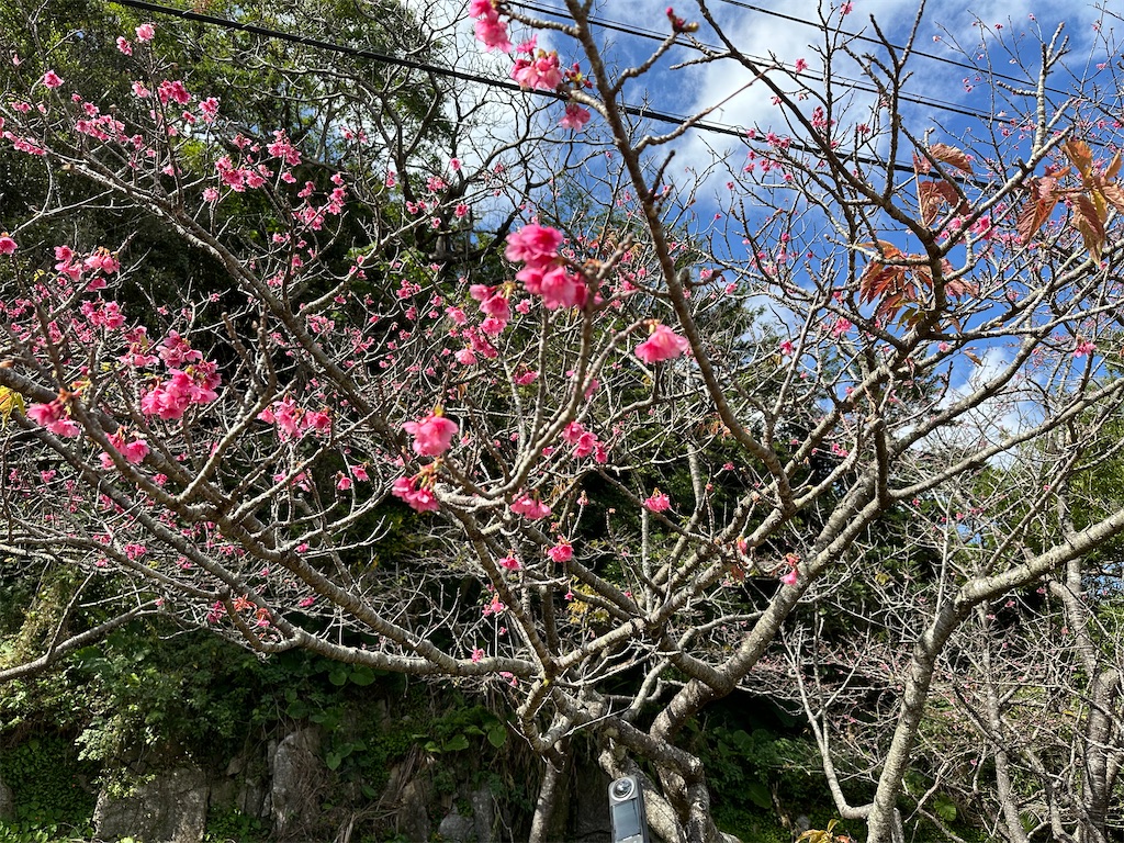 f:id:ishiiruka0421:20250110085814j:image f:id:ishiiruka0421:20250110085814j:image