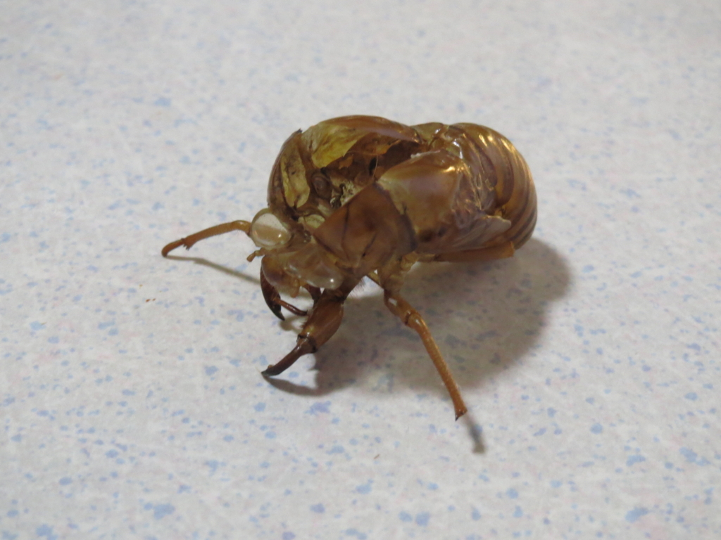 f:id:ishiiyoshito:20180725210129j:plain