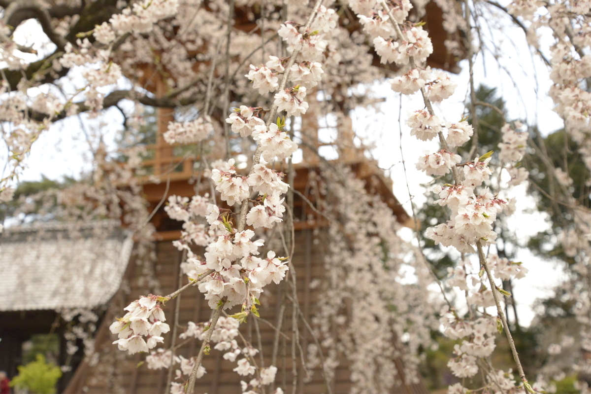 f:id:ishiiyoshito:20190331160546j:plain