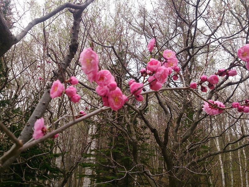 f:id:ishikara:20190321013919j:plain