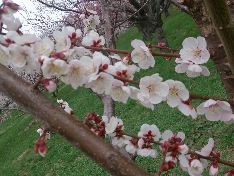 f:id:ishikara:20190321014001j:plain