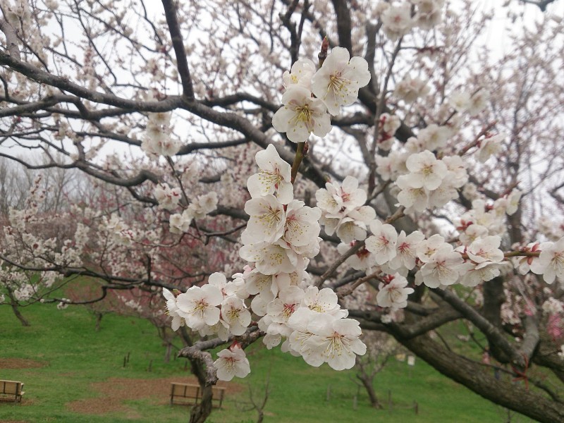 f:id:ishikara:20190321014044j:plain