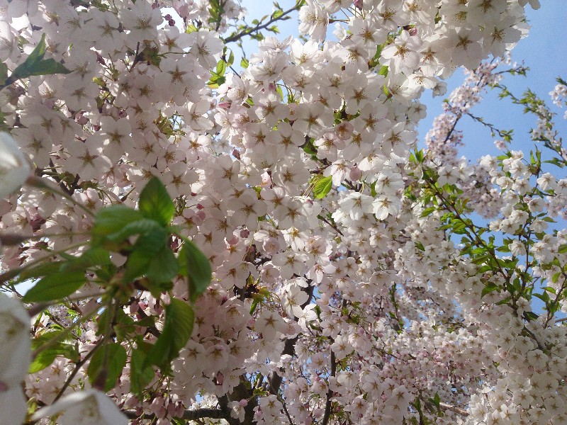 f:id:ishikara:20190321014123j:plain