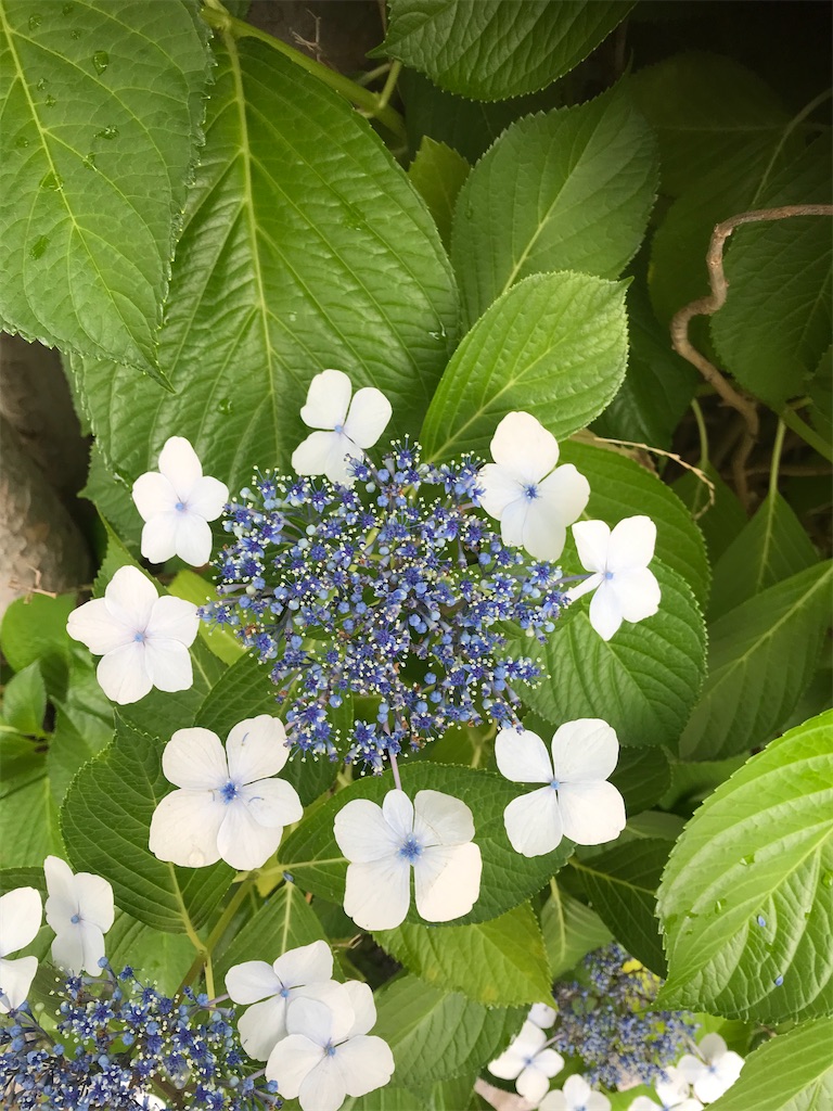f:id:ishikoro11:20210622183058j:image f:id:ishikoro11:20210622183058j:image