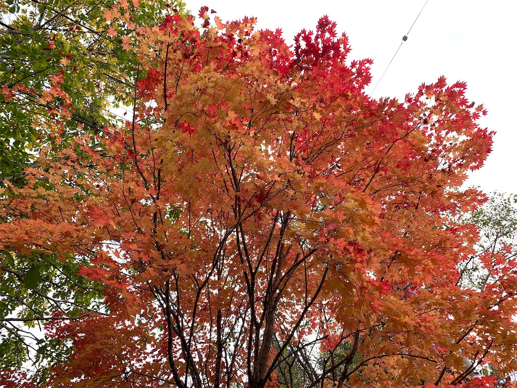 f:id:ishikotororo:20211011151541j:image f:id:ishikotororo:20211011151541j:image