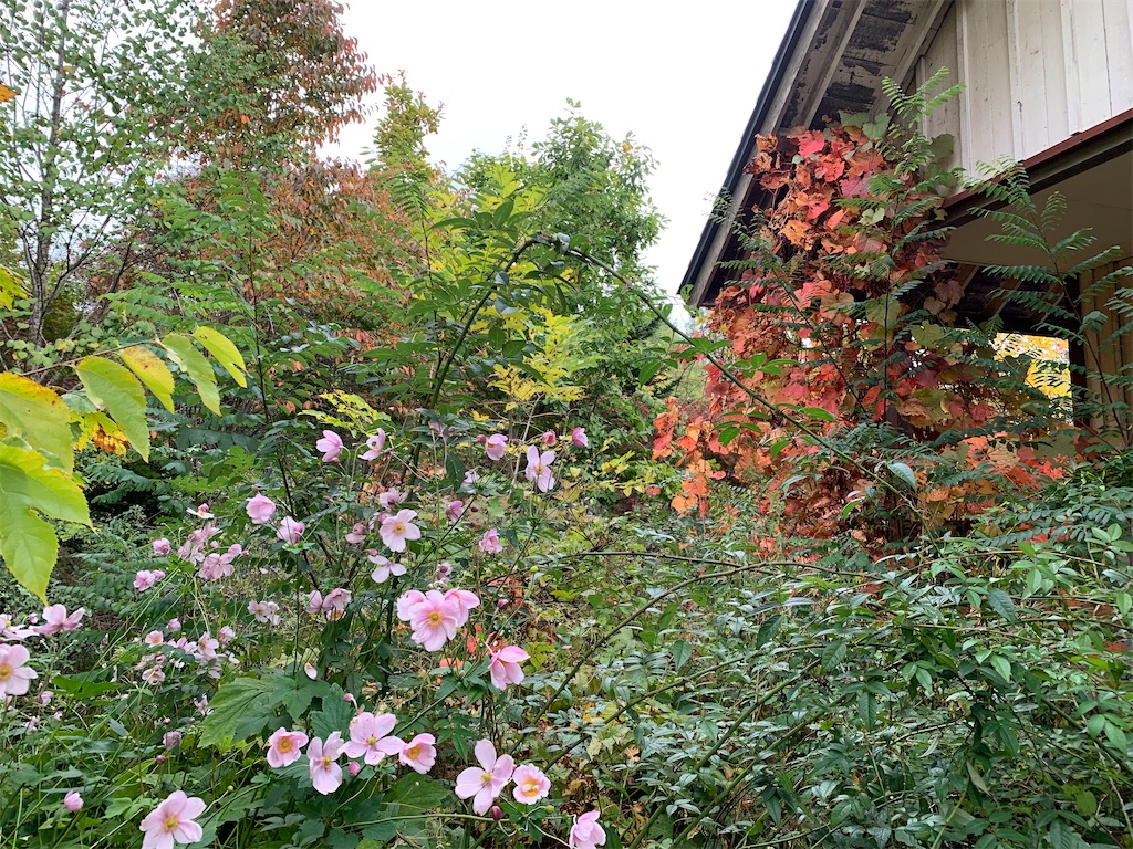 f:id:ishikotororo:20211011152443j:image f:id:ishikotororo:20211011152443j:image
