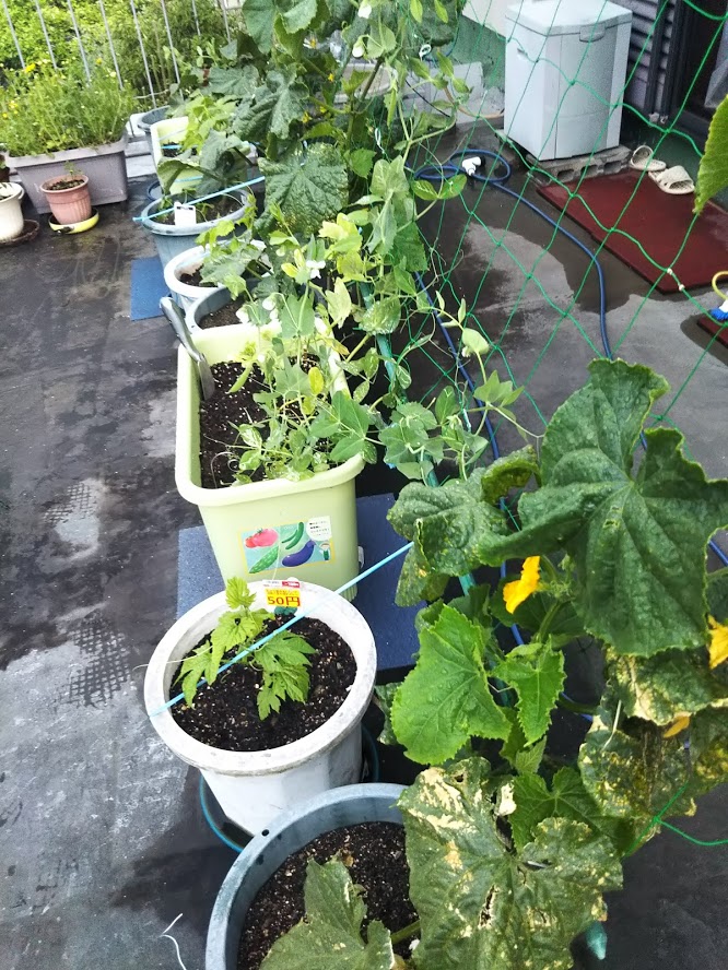 f:id:ishiyan8:20210101231347j:plain