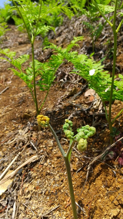 f:id:ishiyan8:20210505105728j:plain