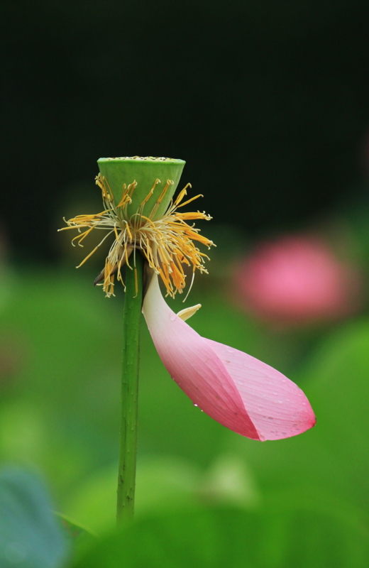 f:id:isigami215:20150718182402j:image