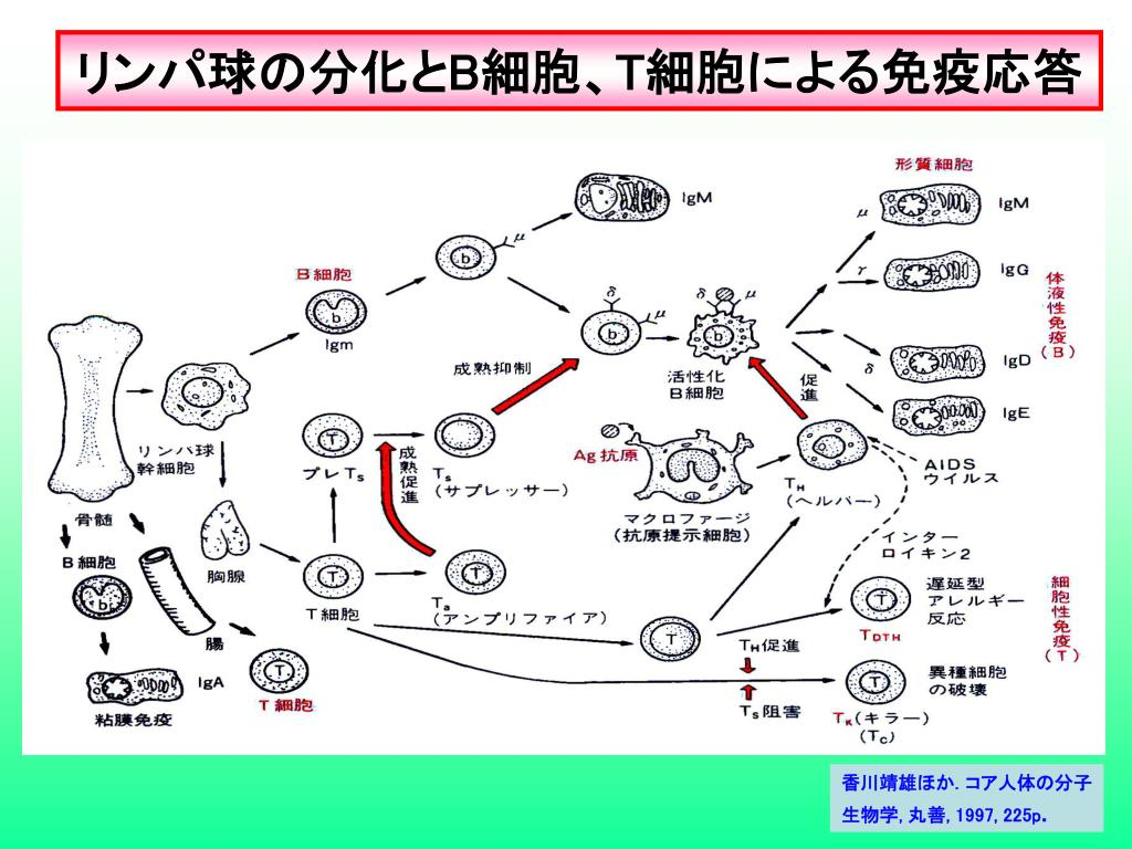 f:id:isinoisino:20201126183600p:plain
