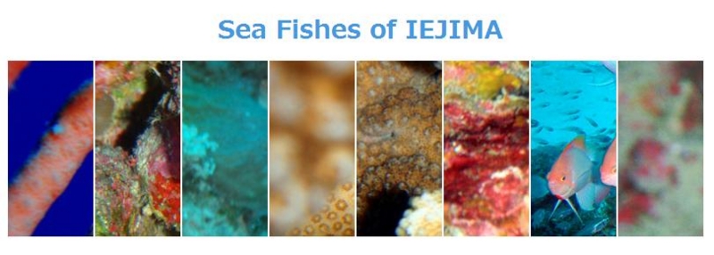 f:id:island-web:20120728150517j:image:w600 f:id:island-web:20120728150517j:image:w600