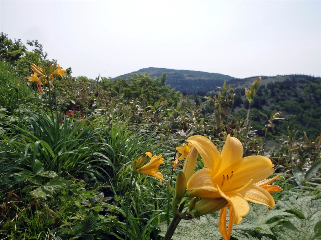 f:id:islandernx:20160710221759j:image f:id:islandernx:20160710221759j:image