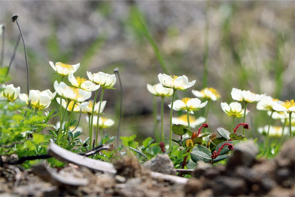 f:id:islandernx:20160710221816j:image f:id:islandernx:20160710221816j:image