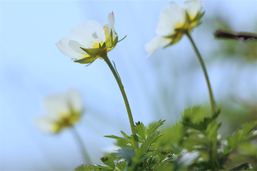 f:id:islandernx:20160710221830j:image f:id:islandernx:20160710221830j:image