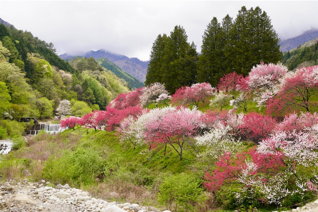 f:id:islandernx:20260501201115j:image