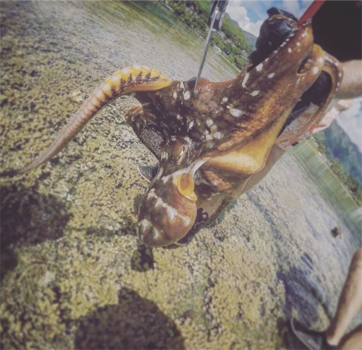 ハワイで獲ったタコを食べるレシピ 1 和風酢だこ Islandlife ハワイライフ ハワイで獲ったタコを食べるレシピ 1 和風酢だこ Islandlife ハワイライフ