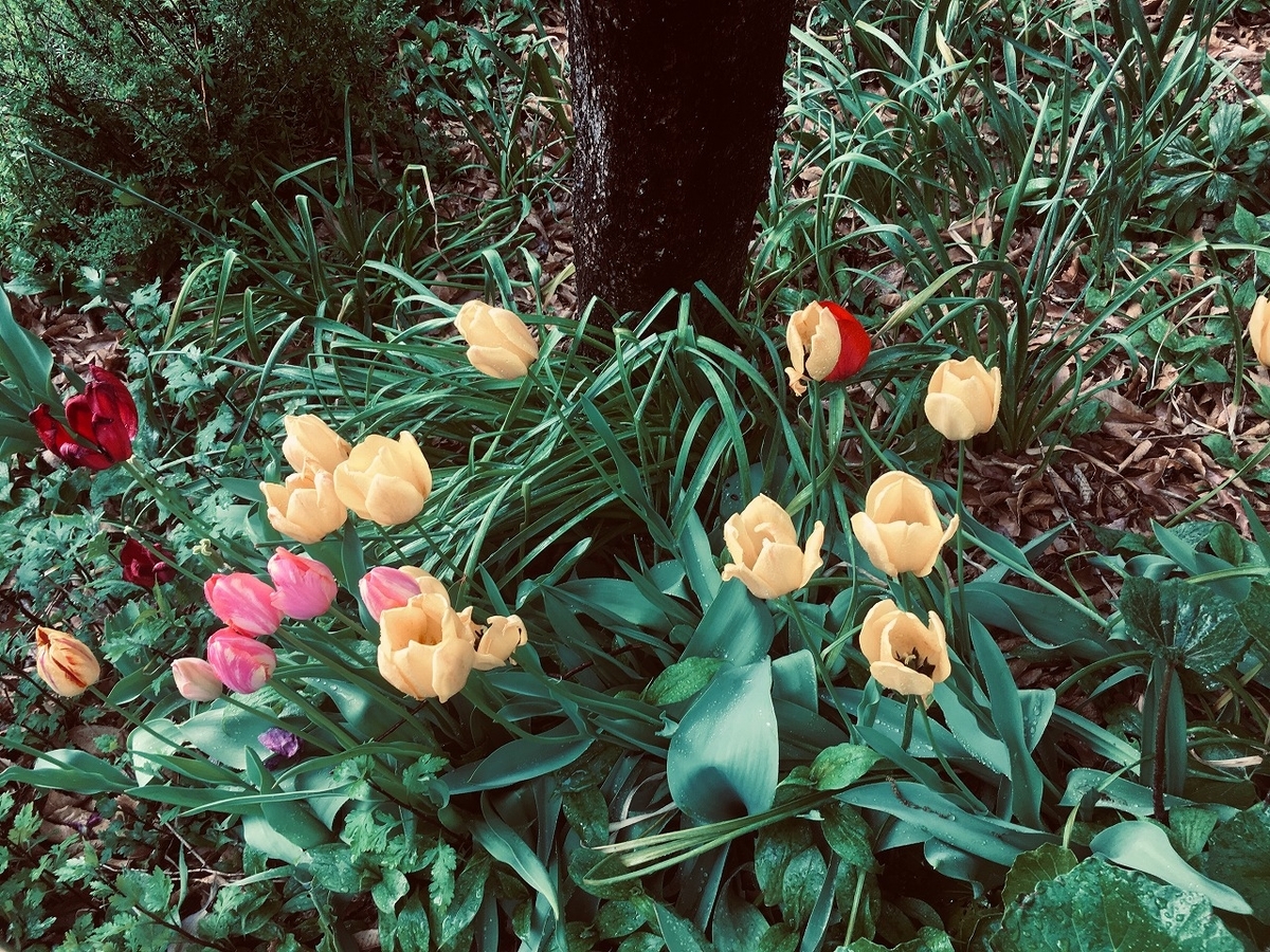 f:id:isogai_1:20190420083643j:plain f:id:isogai_1:20190420083643j:plain