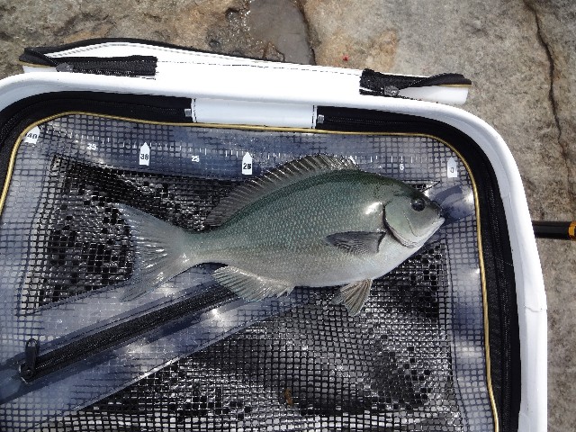 f:id:isohae:20190507182327j:image