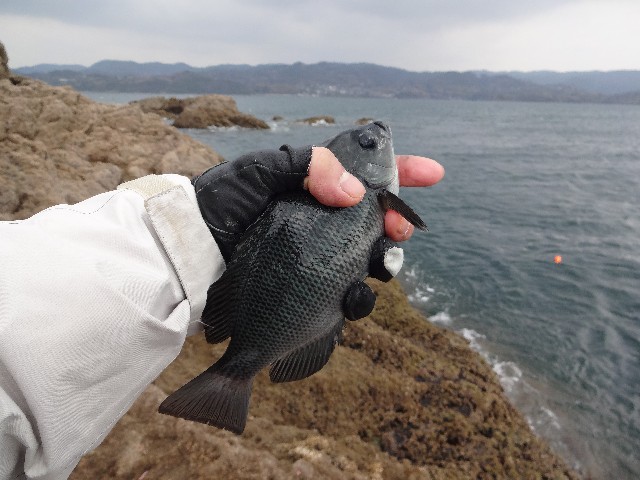 f:id:isohae:20200210200150j:image