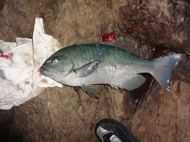 f:id:isohae:20200728131006j:image