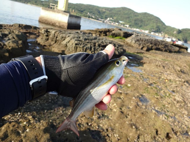 f:id:isohae:20210531191859j:image