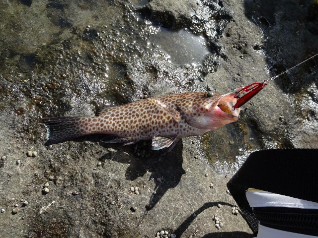 f:id:isohae:20210531192806j:image