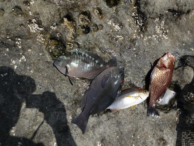 f:id:isohae:20210601095011j:image