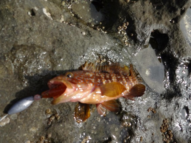 f:id:isohae:20210621102512j:image