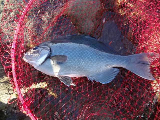 f:id:isohae:20210622053243j:image