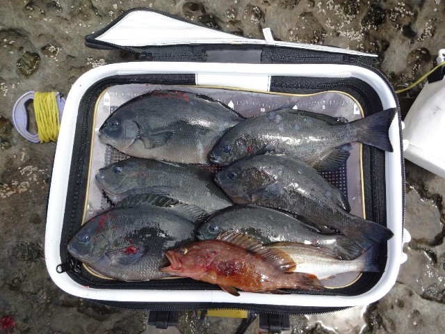 f:id:isohae:20210622063351j:image