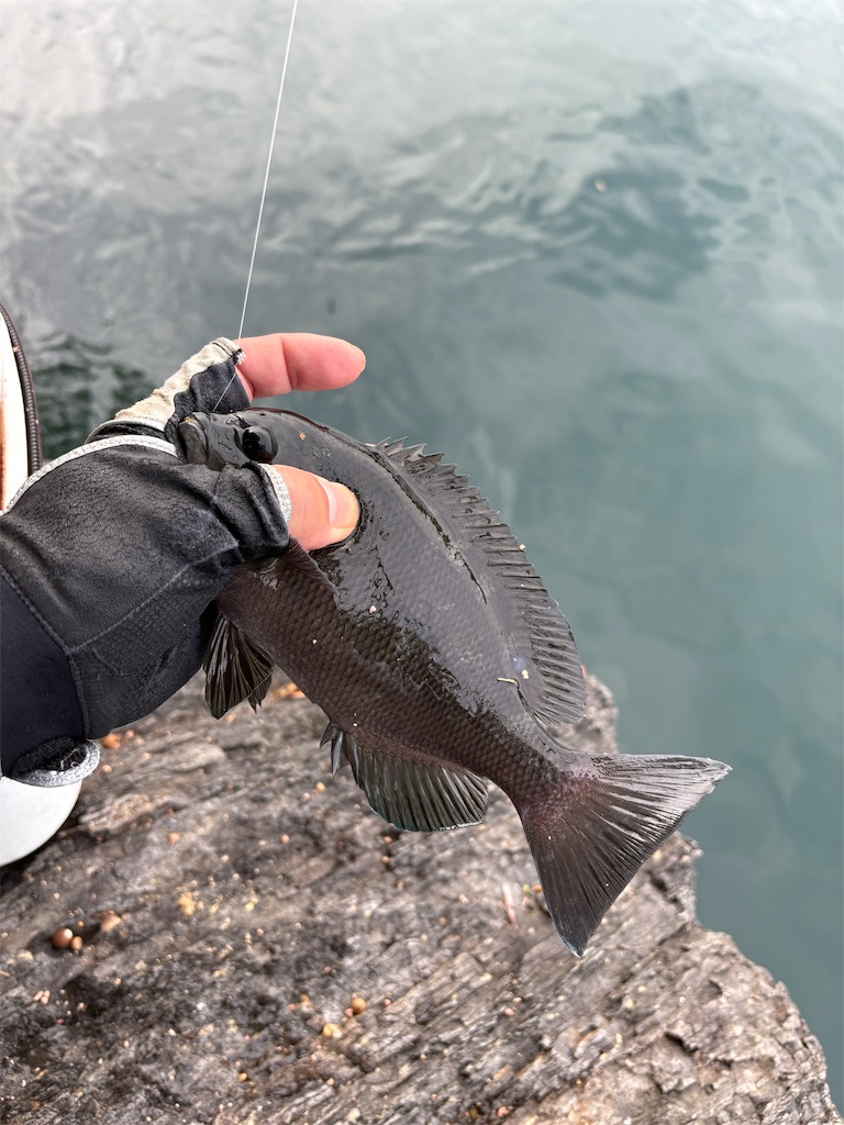 f:id:isohae:20251105185653j:image