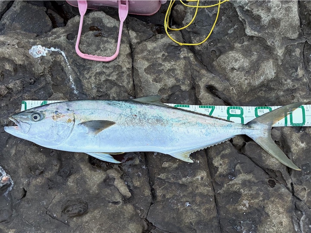 f:id:isohae:20251116024223j:image f:id:isohae:20251116024223j:image