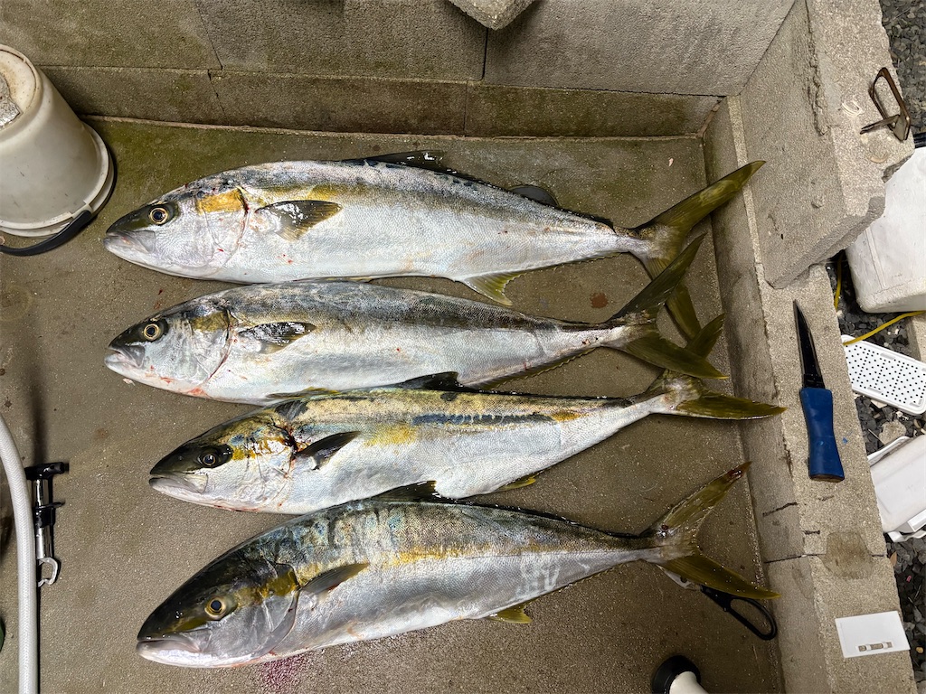 f:id:isohae:20251117103752j:image f:id:isohae:20251117103752j:image