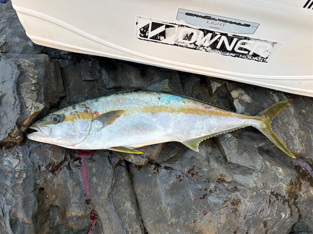 ヒレジャコのランプ　大　値下げしました ヒレジャコのランプ 大 値下げしました